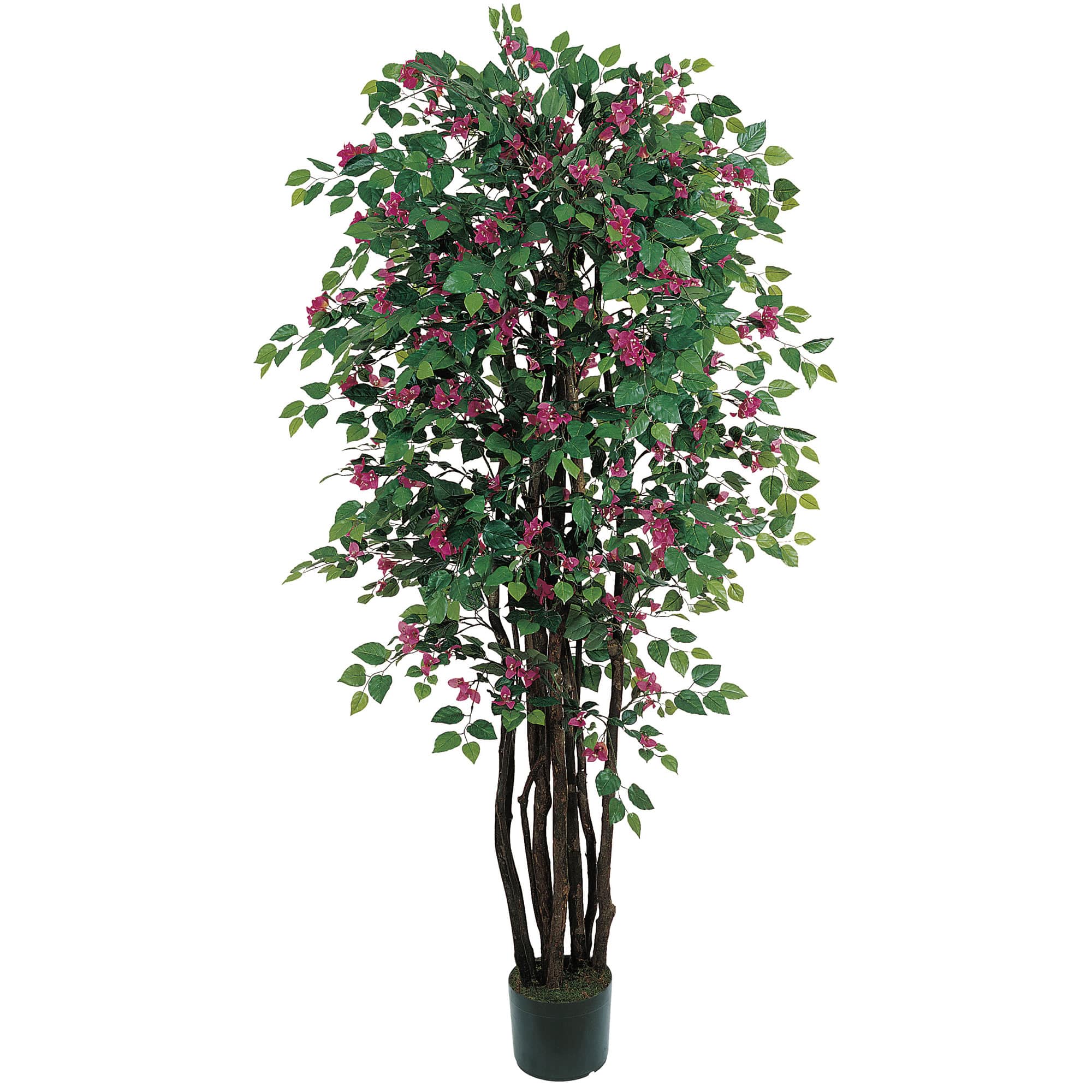 6ft. Potted Bougainvillea Tree